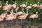 A flock of flamingos reflected in a river