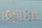 Flock of flamingos in a salty lagoon,