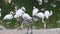 A flock of flamingos searches for food at sunset Phoenicopterus roseus.