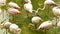 Flock of flamingos standing in pond with dirty water