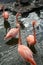 Flock of flamingos standing in water of a pond in Malang city, East Java, Indonesia.