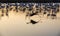 Flock of Flamingos at sunset in the Camargue , France