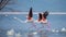 Flock of flamingos taking off. Kenya. Africa. Nakuru National Park. Lake Bogoria National Reserve.