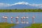 Flock of flamingos wading in the shallow lagoon water