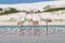 Flock of flamingos wading in shallow lagoon water