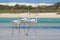 Flock of flamingos wading in shallow lagoon water