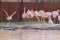 Flock of flamingos wading on the sore of a pond in an animal sanctuary