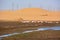 A flock of flamingos walk across the marshy ground near a small stream. In the background, a desert dune and high-voltage poles