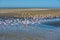 Flock of flamingos at Walvis Bay, Namibia