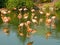 Flock flamingos in water