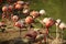 Flock of flamingos in water