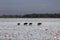 Flock of flamingos and wildebeests walking on water in Amboseli National Park, Kenya