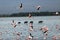 Flock of flamingos and wildebeests walking on water in Amboseli National Park, Kenya