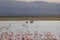 Flock of flamingos and wildebeests walking on water in Amboseli National Park, Kenya