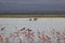 Flock of flamingos and wildebeests walking on water in Amboseli National Park, Kenya