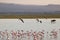 Flock of flamingos and wildebeests walking on water in Amboseli National Park, Kenya