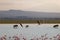 Flock of flamingos and wildebeests walking on water in Amboseli National Park, Kenya