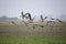 A flock of fleeing Barnacle geese over the German island of Pellworm