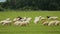Flock of fluffy sheep and goats grazing in meadow eating juicy vitaminized grass
