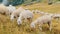 Flock of fluffy sheep grazes on pasture in Alpine mountains