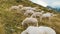 Flock of fluffy sheep grazes on slopes against mountains