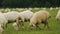 Flock of fluffy sheep peacefully grazing grass in meadow, cheese production