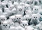 Flock of fluffy white kittens, portrait of ruffle white little cats, animal world, pet life, felines playing together, cute white