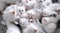 Flock of fluffy white kittens, portrait of ruffle white little cats, animal world, pet life, felines playing together, cute white