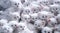 Flock of fluffy white kittens, portrait of ruffle white little cats, animal world, pet life, felines playing together, cute white