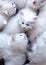 Flock of fluffy white kittens, portrait of ruffle white little cats, animal world, pet life, felines playing together, cute white