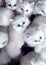 Flock of fluffy white kittens, portrait of ruffle white little cats, animal world, pet life, felines playing together, cute white