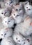 Flock of fluffy white kittens, portrait of ruffle white little cats, animal world, pet life, felines playing together, cute white