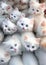 Flock of fluffy white kittens, portrait of ruffle white little cats, animal world, pet life, felines playing together, cute white