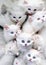 Flock of fluffy white kittens, portrait of ruffle white little cats, animal world, pet life, felines playing together, cute white