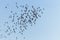 A flock of flying birds, Flock of birds and pigeons flying over blue sky background