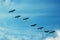 Flock of flying cranes over blue sky