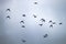 flock of flying ducks, common goldeneye