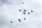 flock of flying ducks, common goldeneye