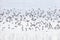 Flock of flying dunlin