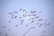 Flock of flying Lesser Flamingo, Phoeniconaias minor, Walvis bay, Namibia