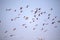 Flock of flying Lesser Flamingo, Phoeniconaias minor, Walvis bay, Namibia