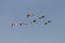 Flock of flying mute swans