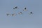 Flock of flying mute swans