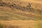 Flock of flying  Northern lapwings