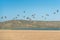 Flock of flying pelicans, California