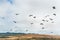 Flock of flying pelicans, cloudy sky on background