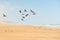 Flock of flying pelicans, sand dunes, and cloudy sky on background, California
