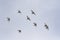 Flock of flying pigeon bird against clear blue sky