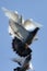 Flock of flying pigeon bird against clear blue sky