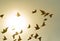 Flock of flying pigeon bird against sun light sky